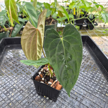 Load image into Gallery viewer, Anthurium (Ace of Spades Dark Form x Kunayalense) x Pap FS 2.5" pot, Fedex 2day*
