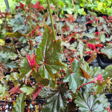 Load image into Gallery viewer, Begonia Serratipetala 4" pot Fedex 2day*
