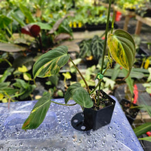 Load image into Gallery viewer, Philodendron Hederaceum Micans Aurea, Exact Plant Variegated Ships Nationwide
