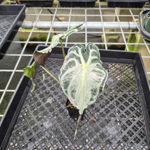 Load image into Gallery viewer, Alocasia Venom exact plant, Fedex 2day*
