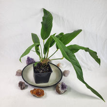 Load image into Gallery viewer, Anthurium Spectabile, Exact Plant double plant
