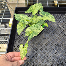 Load image into Gallery viewer, Syngonium Mojito, Exact Plant Variegated Ships Nationwide
