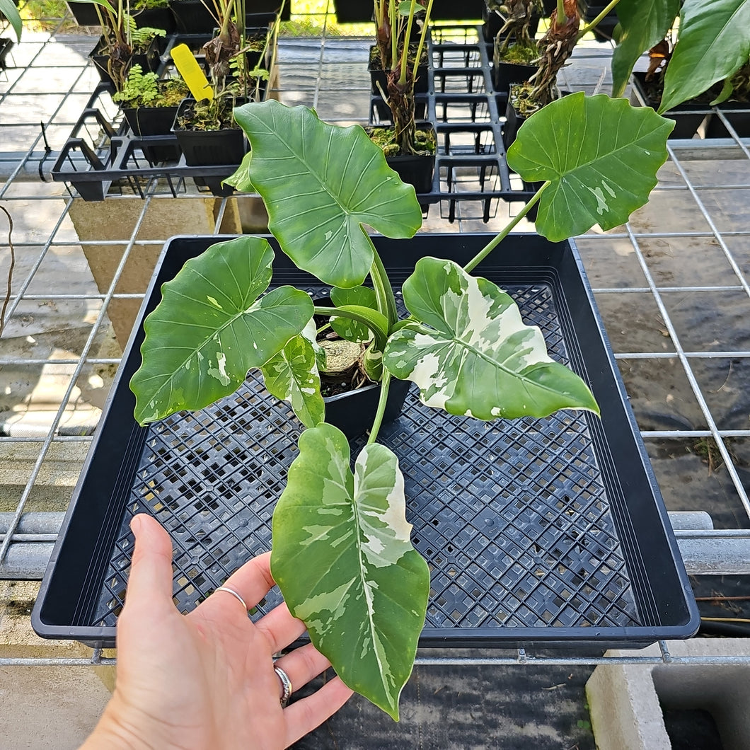 Alocasia Odora, Okinawa Silver, Exact Plant Variegated Ships Nationwide