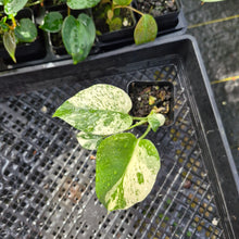 Load image into Gallery viewer, Monstera Deliciosa White Monster , Exact Plant Variegated Ships Nationwide
