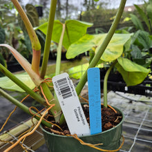 Load image into Gallery viewer, Philodendron Goldiana, Exact Plant Ships Nationwide
