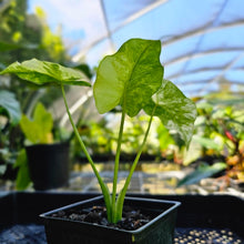 Load image into Gallery viewer, Alocasia Gageana Aurea, Exact Plant Variegated
