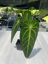Load image into Gallery viewer, Anthurium Warocqueanum, Queen, Exact Plant Ships Nationwide
