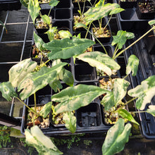 Load image into Gallery viewer, Alocasia Sarian albo variegated 2.5" pot, Fedex 2day*
