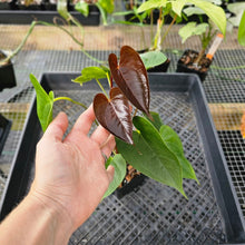 Load image into Gallery viewer, Anthurium Red Beauty, Exact Plant Ships Nationwide
