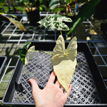 Load image into Gallery viewer, Alocasia Frydek, Exact Plant Variegated
