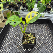 Load image into Gallery viewer, Monstera Adansonii Aurea Variegated exact plant, Fedex 2day*
