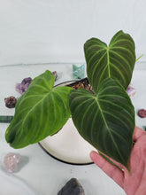 Load image into Gallery viewer, Splendid, exact plant, Philodendron, ships nationwide
