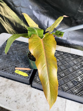 Load image into Gallery viewer, Philodendron Orange Marmalade, Exact Plant Ships Nationwide
