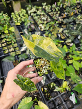Load image into Gallery viewer, Alocasia Pseudo Sanderiana Aurea variegated 2.5" pot, Fedex 2day*
