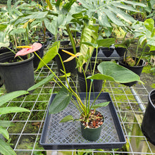 Load image into Gallery viewer, Anthurium Shibori, Exact Plant Variegated

