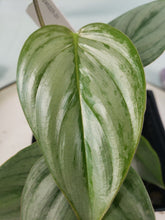 Load image into Gallery viewer, Philodendron Sodiroi True Form, Exact Plant
