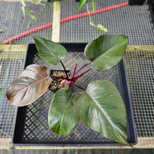 Load image into Gallery viewer, Philodendron Orange Princess, Exact Plant Variegated Ships Nationwide

