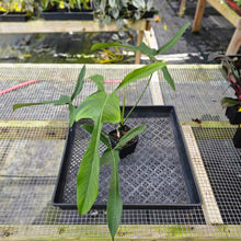 Load image into Gallery viewer, Philodendron Longilobatum Lelano Miyano, Exact Plant Ships Nationwide
