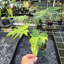 Load image into Gallery viewer, Philodendron Radiatum Aurea Variegated exact plant, Fedex 2day*
