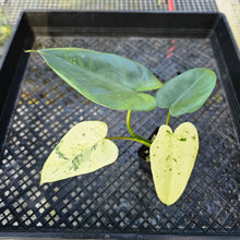 Load image into Gallery viewer, Philodendron Ilsemanii, Exact Plant Variegated 2.5&quot; Ships Nationwide
