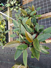 Load image into Gallery viewer, Philodendron Red Congo 4" pot, Fedex 2day*
