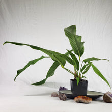 Load image into Gallery viewer, Anthurium Spectabile, Exact Plant double plant
