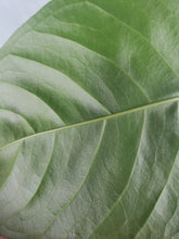 Load image into Gallery viewer, Anthurium Balaoanum &quot;Dussii&quot; 4&quot; pot, ships nationwide
