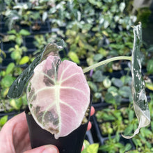 Load image into Gallery viewer, Alocasia Black Velvet Pink variegated 2.5" pot, Fedex 2day*
