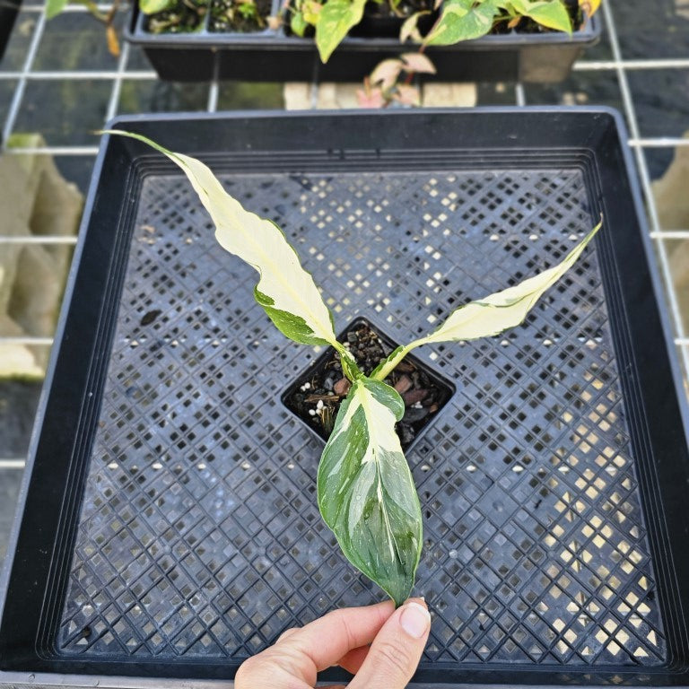 spathiphyllum Galaxy, Exact Plant Ships Nationwide