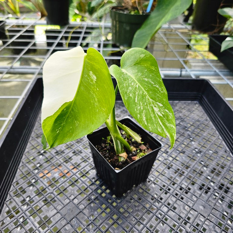 Monstera Borsigiana Albo Deliciosa, Exact Plant Variegated