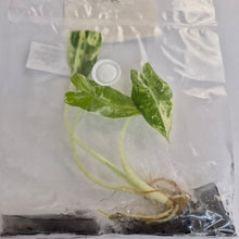 Load image into Gallery viewer, Alocasia Sarian Albo variegated tissue culture 2DayAir
