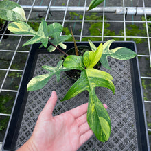 Load image into Gallery viewer, Philodendron Florida Beauty Variegated 6" pot, Fedex 2day
