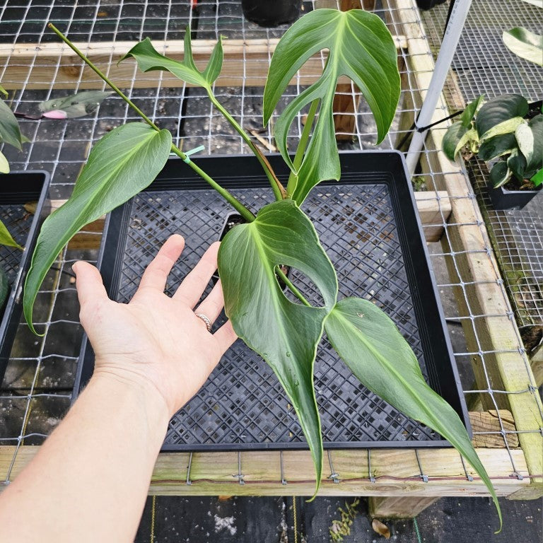 Monstera Burle Marx Flame, Exact Plant non tc Ships Nationwide