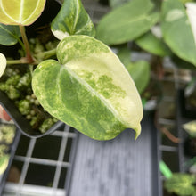 Load image into Gallery viewer, Anthurium Crystallinum Variegated exact plant, Fedex 2day*
