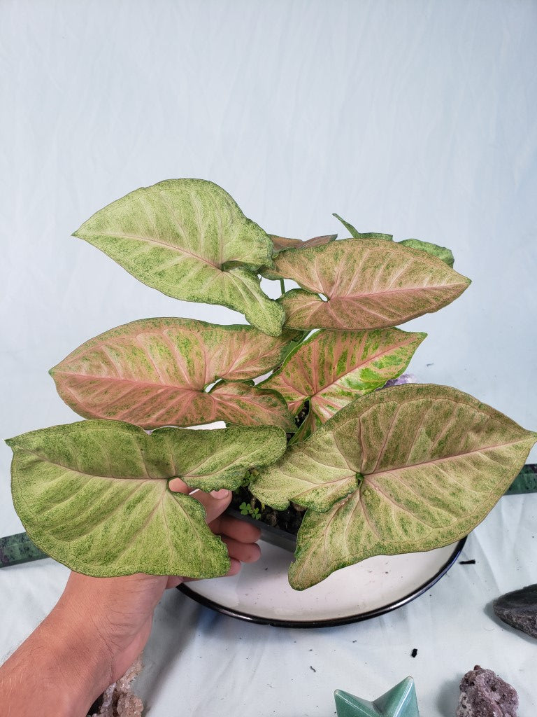 Regina Red, Exact Plant, double plant, variegated Syngonium
