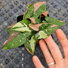 Load image into Gallery viewer, Syngonium Red Spot Tricolor, Exact Plant Variegated multi pot Ships Nationwide
