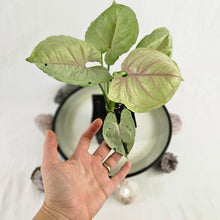 Load image into Gallery viewer, Syngonium Green Splash, Exact Plant Variegated Ships Nationwide
