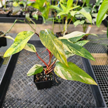 Load image into Gallery viewer, Philodendron Strawberry Shake, Exact Plant Variegated Ships Nationwide
