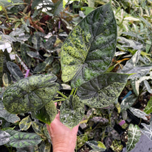 Load image into Gallery viewer, Alocasia Dragon Scale Mint, lower variegation 4" pot, Fedex 2day*
