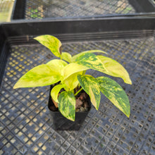 Load image into Gallery viewer, Epipremnum Pinnatum Sunburst, Exact Plant Variegated Ships Nationwide
