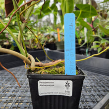 Load image into Gallery viewer, Philodendron Atabapoense, Exact Plant Ships Nationwide
