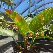 Load image into Gallery viewer, Philodendron Green Congo Nuclear, Exact Plant Variegated
