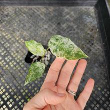 Load image into Gallery viewer, Alocasia Odora Batik, Exact Plant Variegated Ships Nationwide
