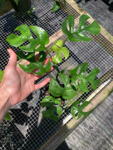 Load image into Gallery viewer, Rhaphidophora Tetrasperma Monstera Ginny, 4&#39;&#39; pot, ships nationwide
