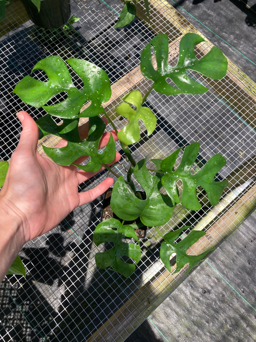Rhaphidophora Tetrasperma Monstera Ginny, 4'' pot, ships nationwide
