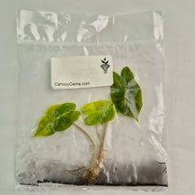 Load image into Gallery viewer, Alocasia Pseudo Sanderiana Aurea variegated tissue culture 2DayAir
