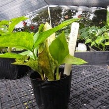 Load image into Gallery viewer, Zamioculcas Zamiifolia Wild Form ZZ, Exact Plant Variegated
