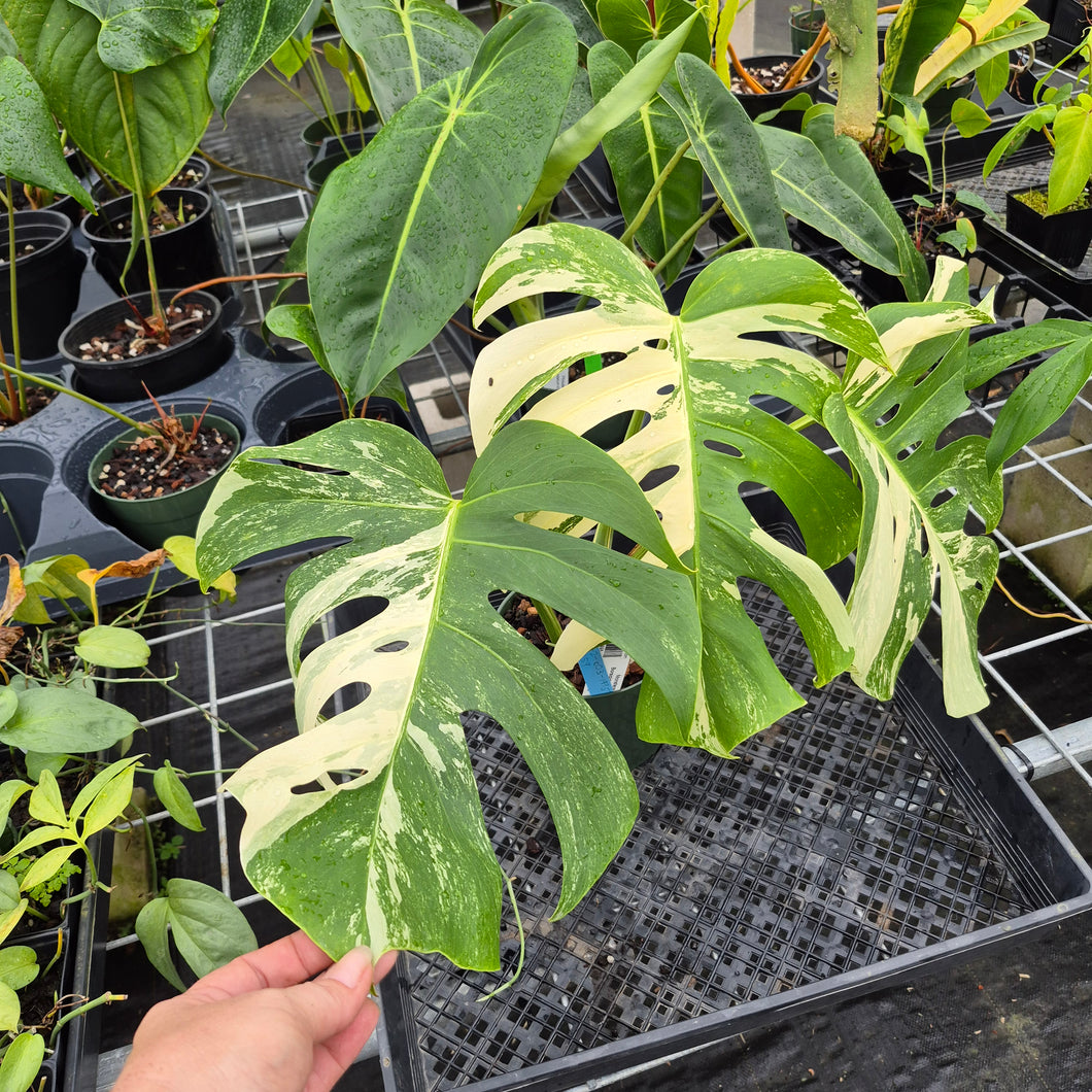 Monstera Borsigiana Albo Deliciosa, Exact Plant Variegated Ships Nationwide