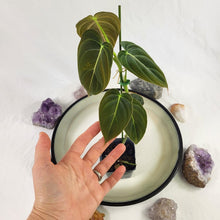 Load image into Gallery viewer, Philodendron Melanochrysum 2.5&quot; starter pot, ships nationwide

