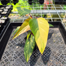 Load image into Gallery viewer, Philodendron Strawberry Shake Variegated exact plant, Fedex 2day*
